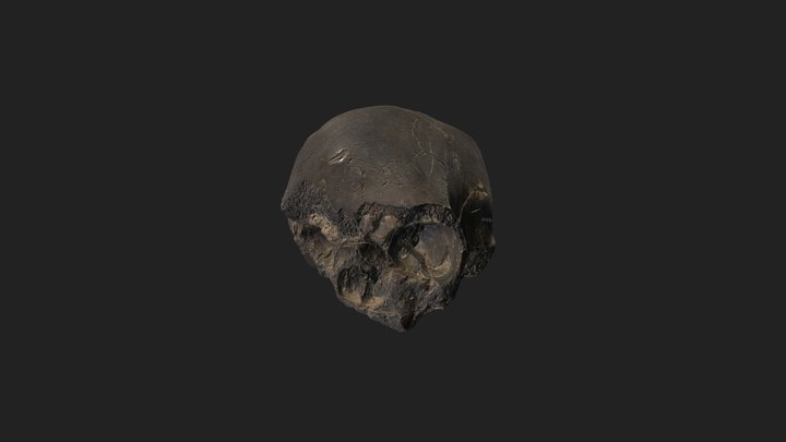 KNM-ES-11693-skull-cast 3D Model