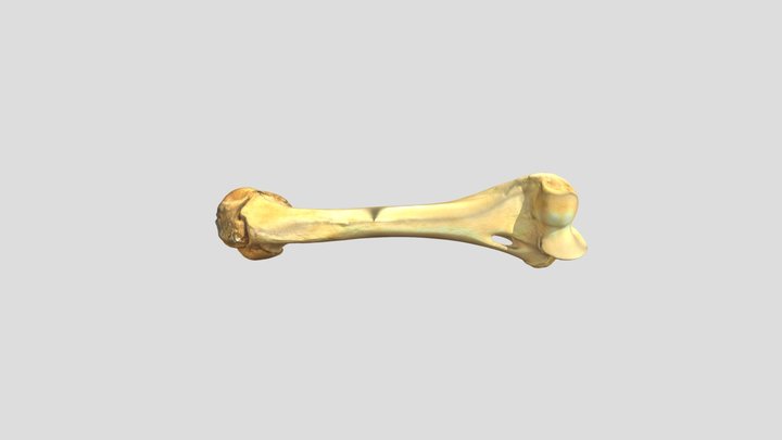 Humerus Bone 3D Model