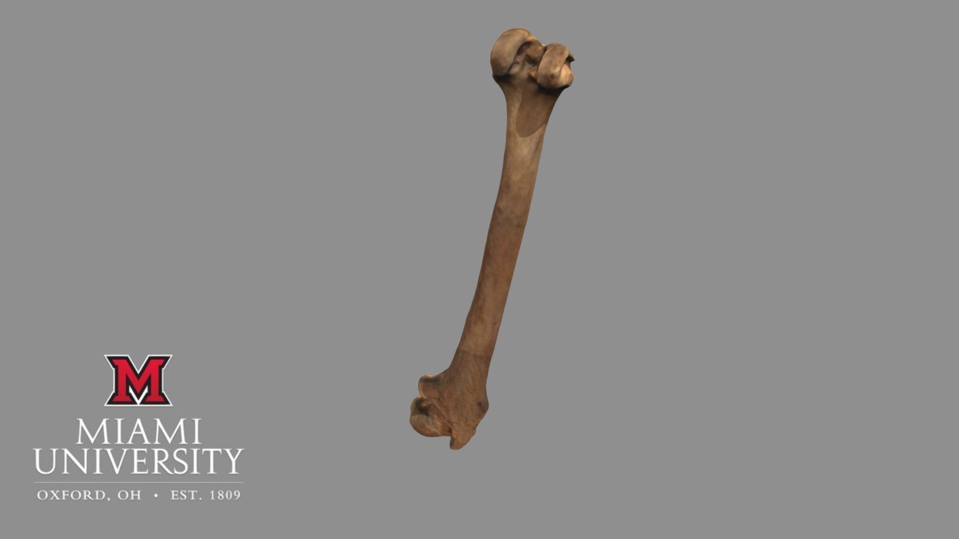 177694 Potto Femur — Sketchfab embed 3D viewer