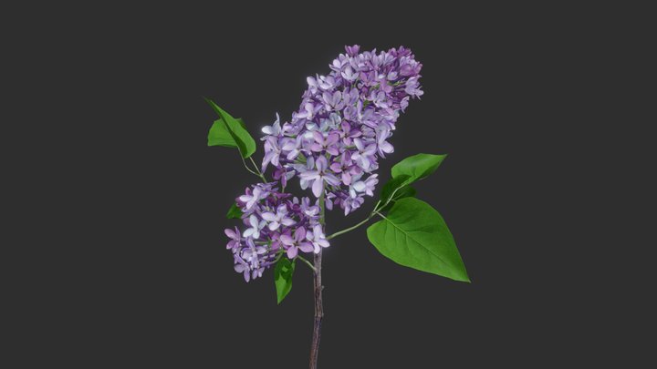 Lilac 3D Model