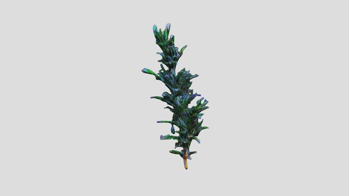 Rosemary 3D Model