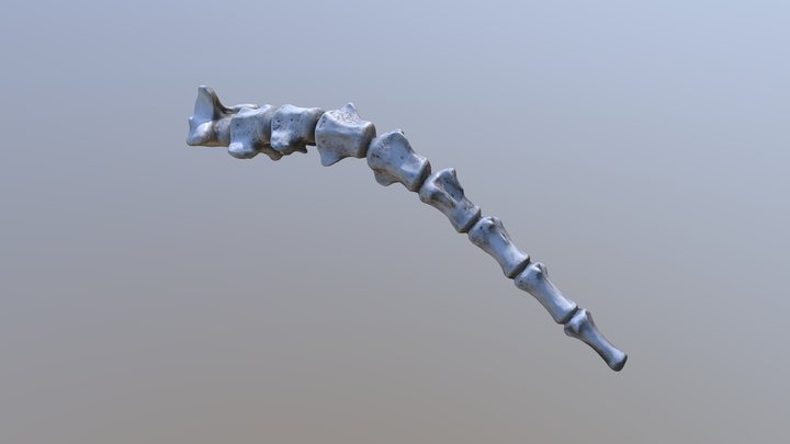 Horse Tail Bones 3D Model