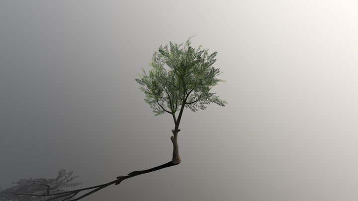 Olea europaea (young) 3D Model