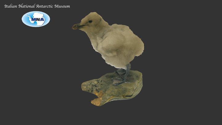 South polar skua chick 3D Model