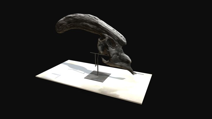 Parasaurolophus Skull Fossil 3D Model