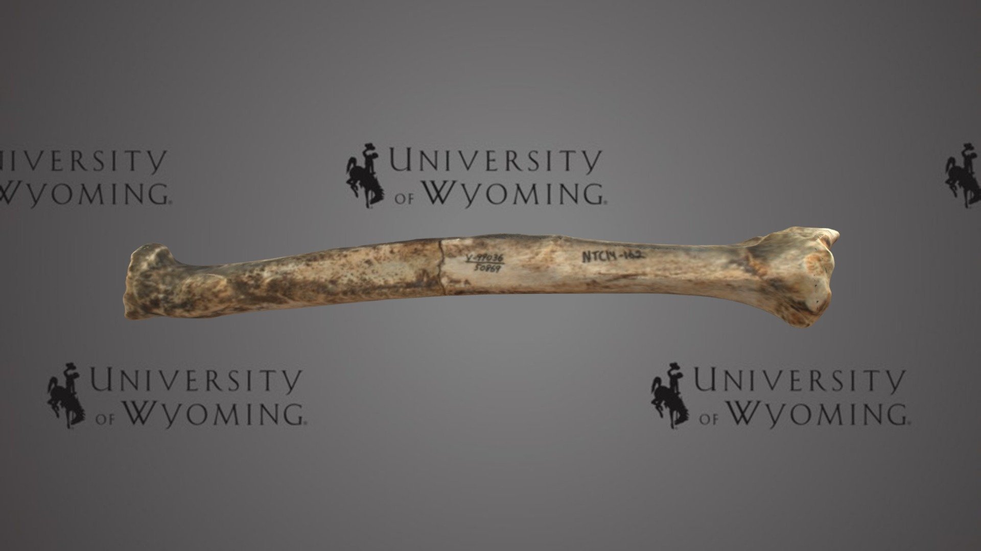 UW 50869 - Miracinonyx trumani, Left Radius