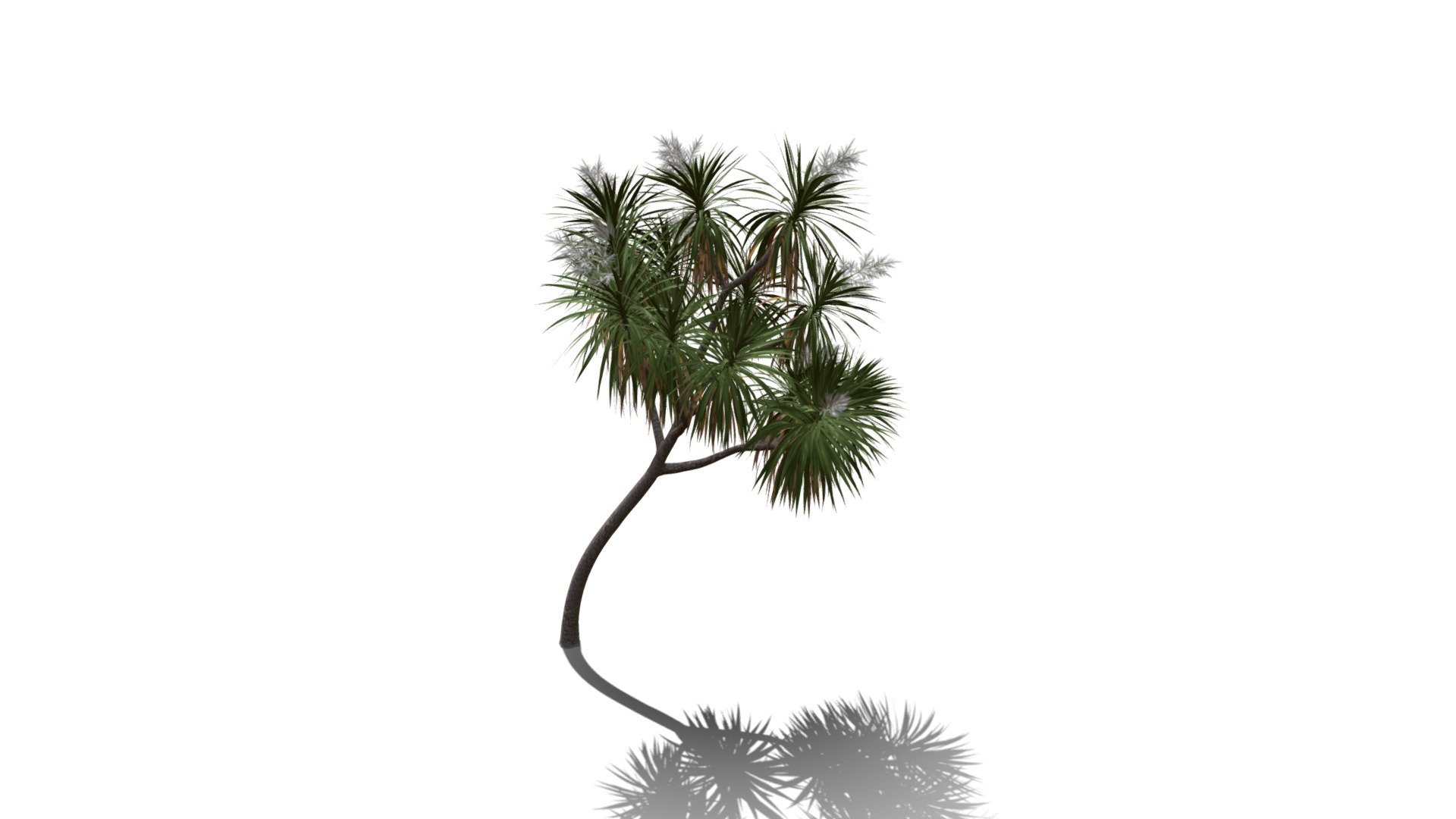 Realistic HD Cabbage tree (23/50) - Buy Royalty Free 3D model by ...