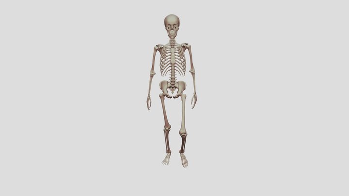 skeleton walk cycle 3D Model