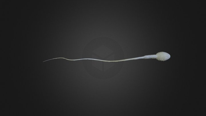 Espermatozoide 3D Model
