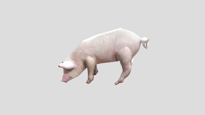 LLL pig 3D Model