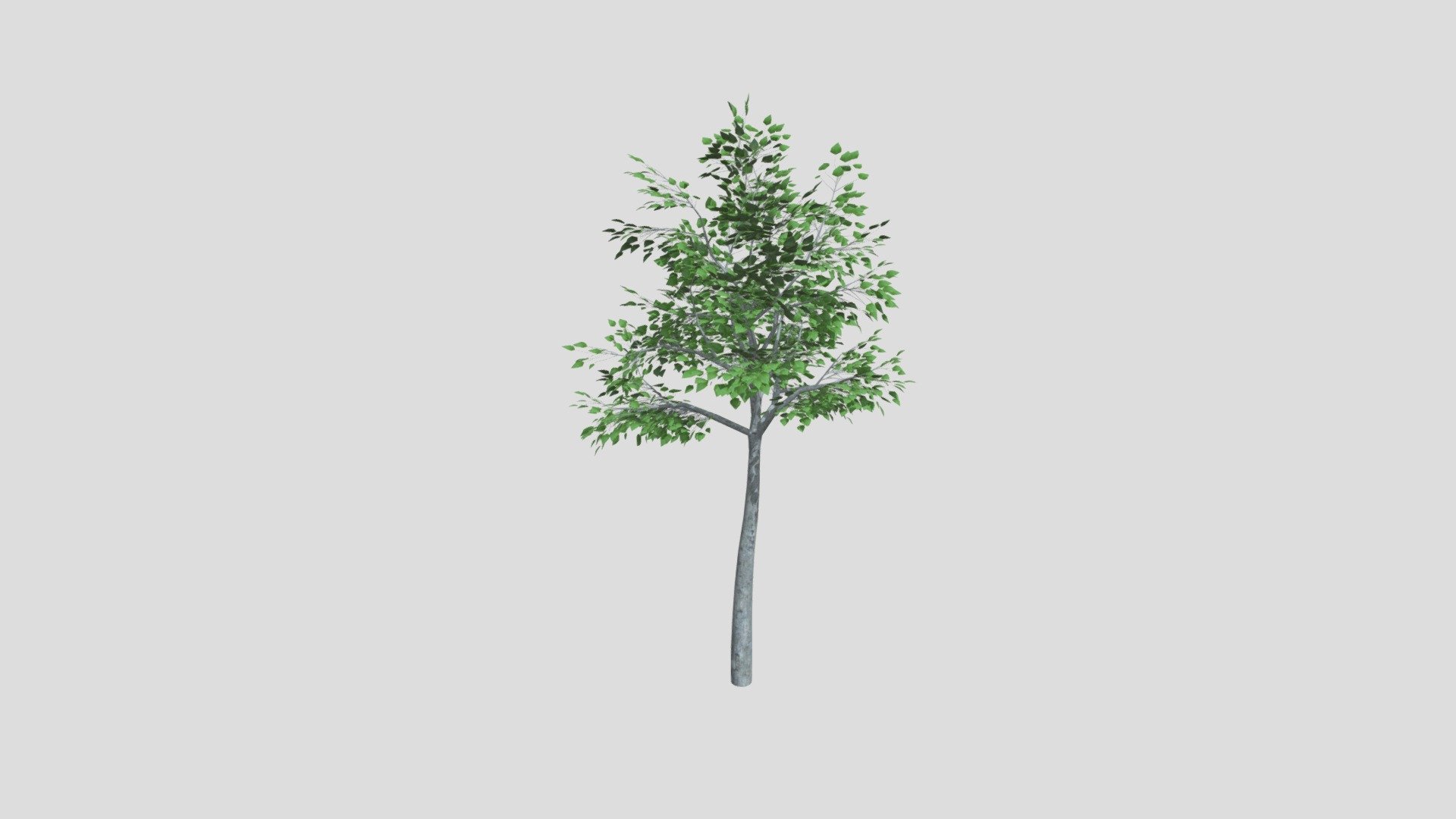 Poplar