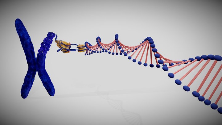 Chromosome structure 3D Model