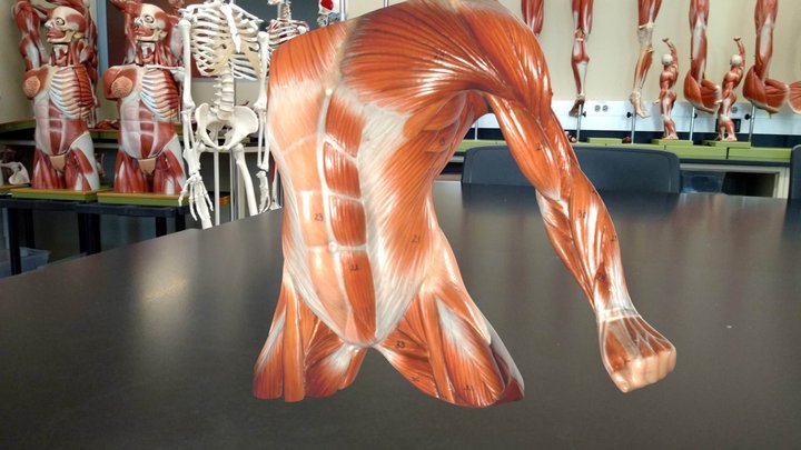 muscle_man_torso 3D Model