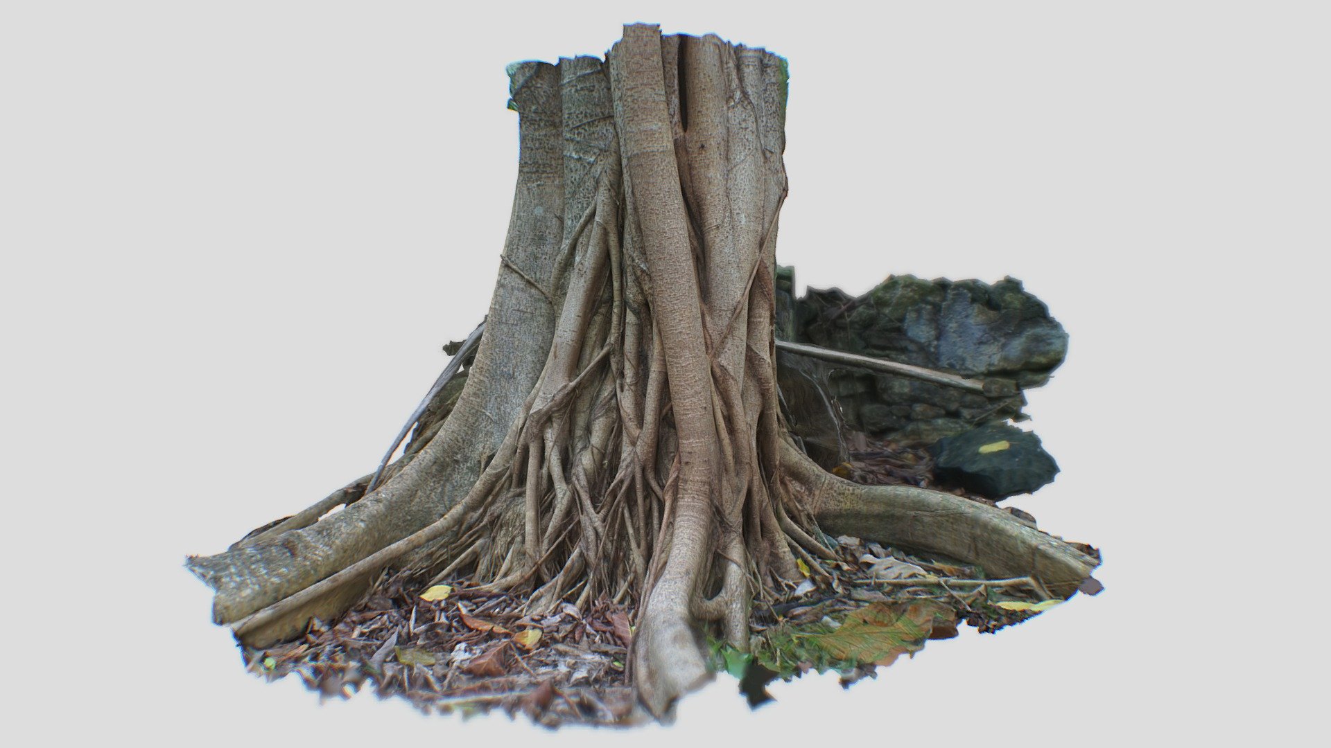 Jungle roots