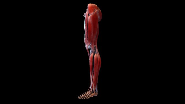 Leg With Muscles 3D Model