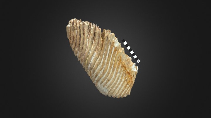 Columbian Mammoth Molar Gil-Mt-130 3D Model