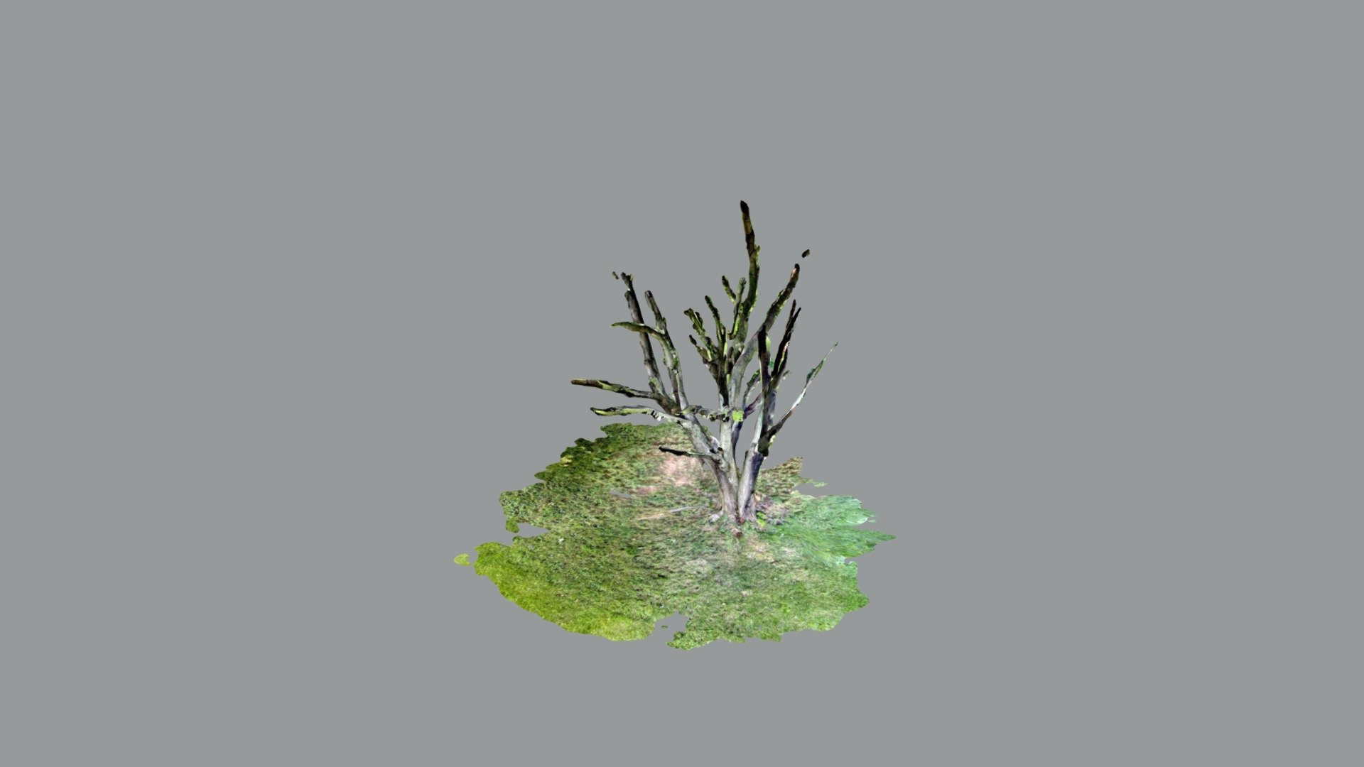 Treehouse tree 01