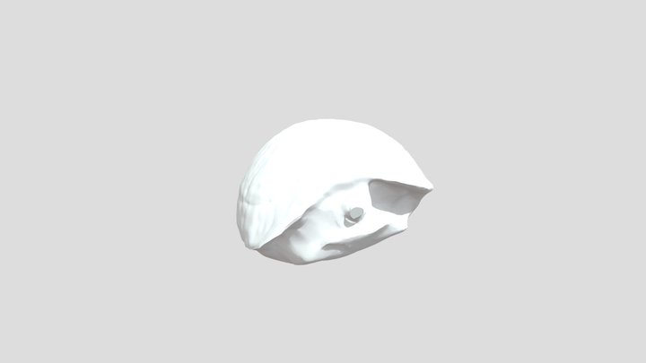 White turtle shell 3D Model
