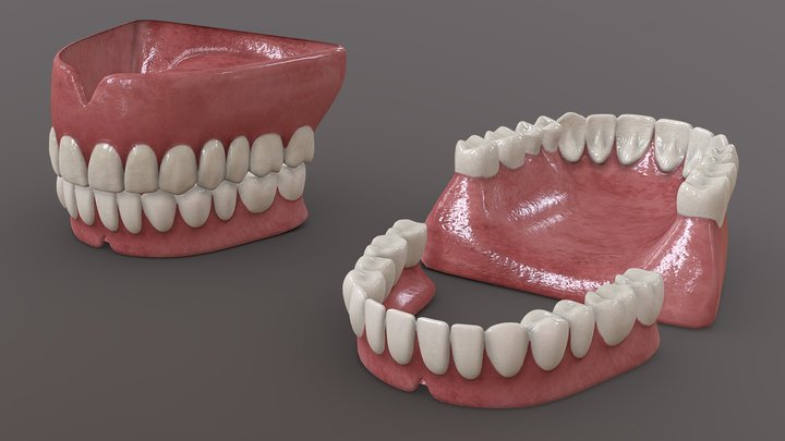 Human Teeth 3D Model