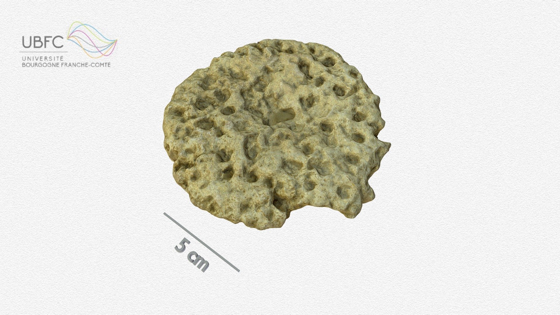 Eponge fossile en forme d'assiette - 3D model by Buoncristiani JF ...