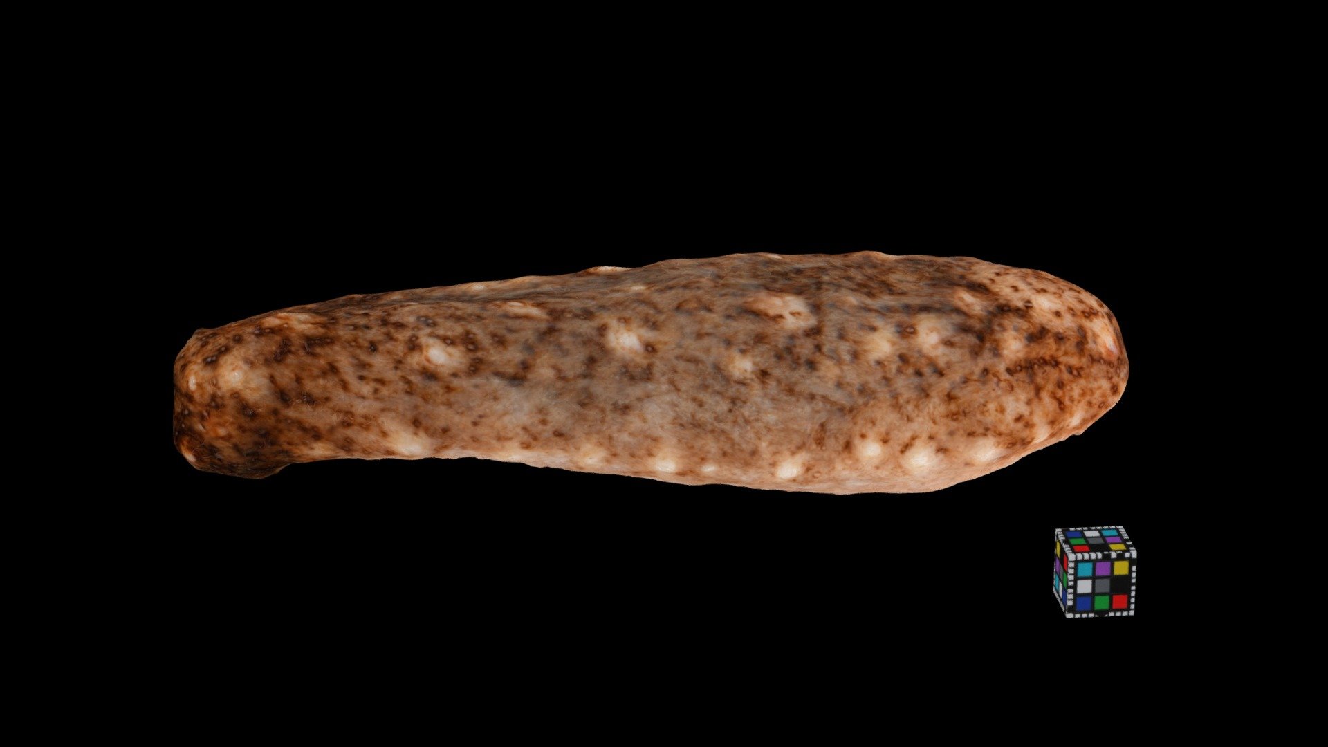 アカナマコ Red Sea Cucumber, Apostichopus  japonicus