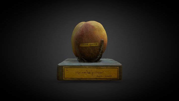 Pesca "Merenda precoce". Garnier Valletti 3D Model