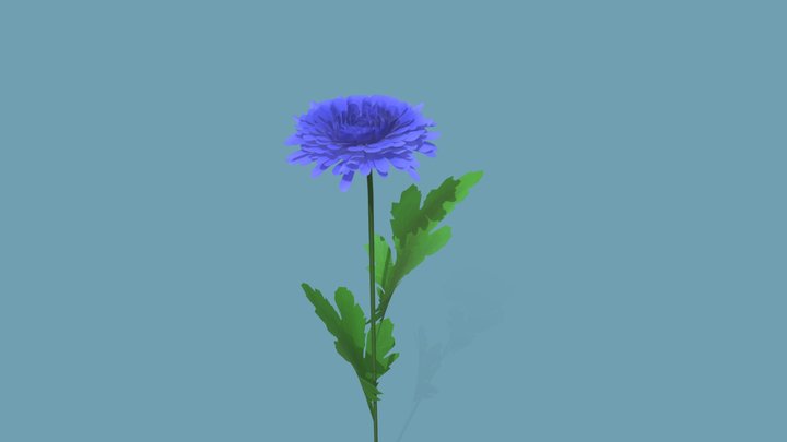 Blue Chrizantemos 3D Model