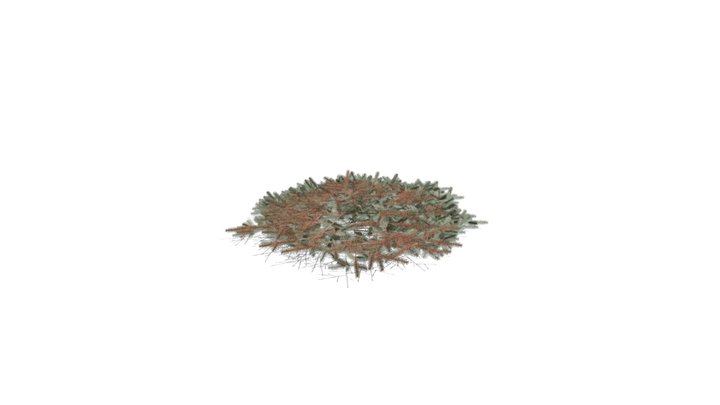 Realistic HD Blue Nest spruce (8/10) 3D Model