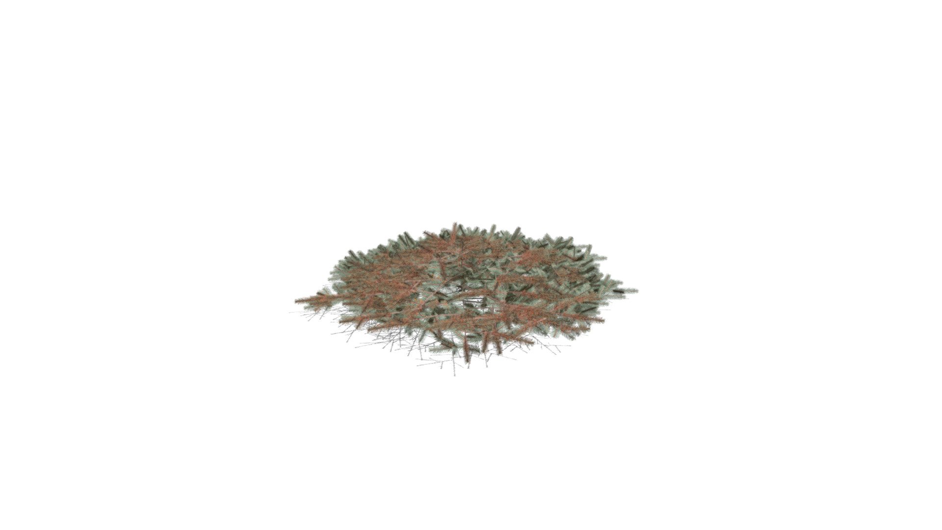 Realistic HD Blue Nest spruce (8/10) - Download Free 3D model by ...