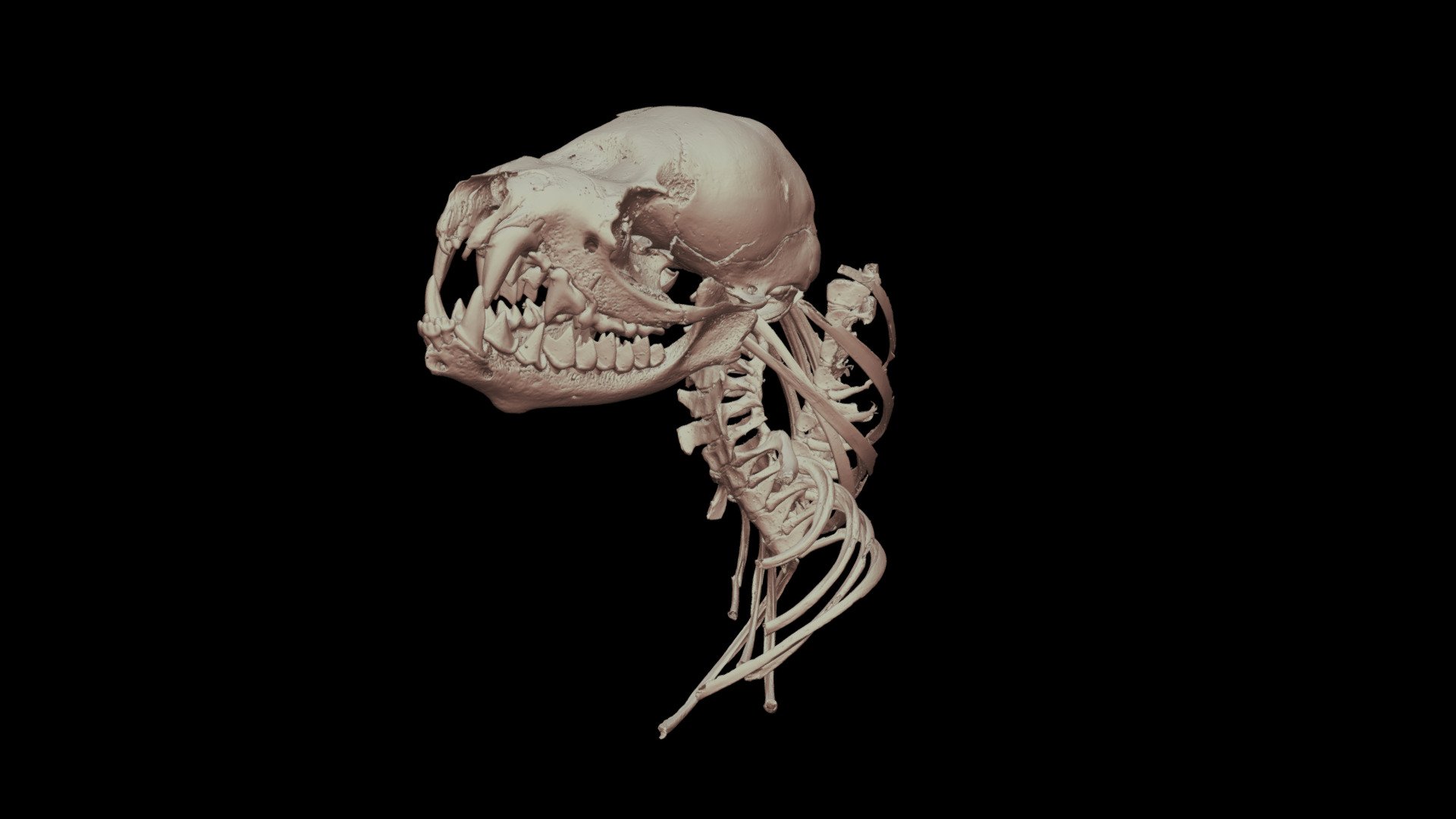Bat skeleton - 3D model by Archaeology @ Queen's University Belfast (@t ...