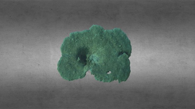 Tabulate Acropora spp. 4 (2015) 3D Model