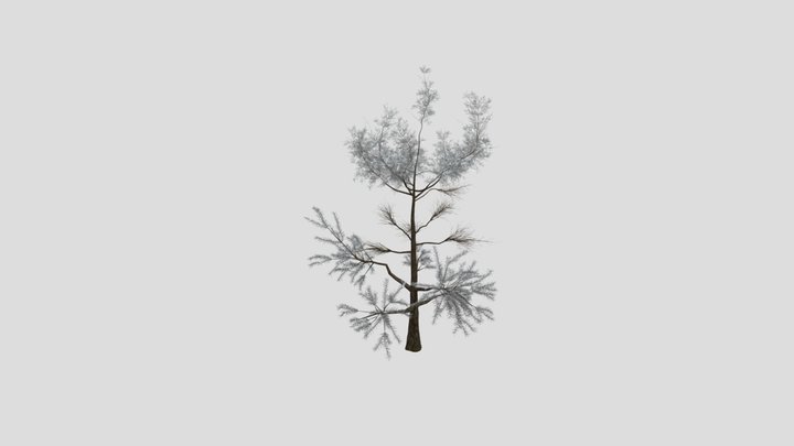 Sj Green Dream Pine Tree