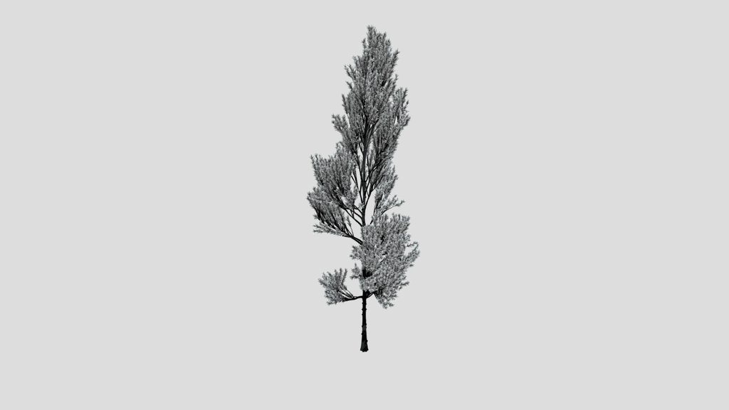 Coniferous Tree