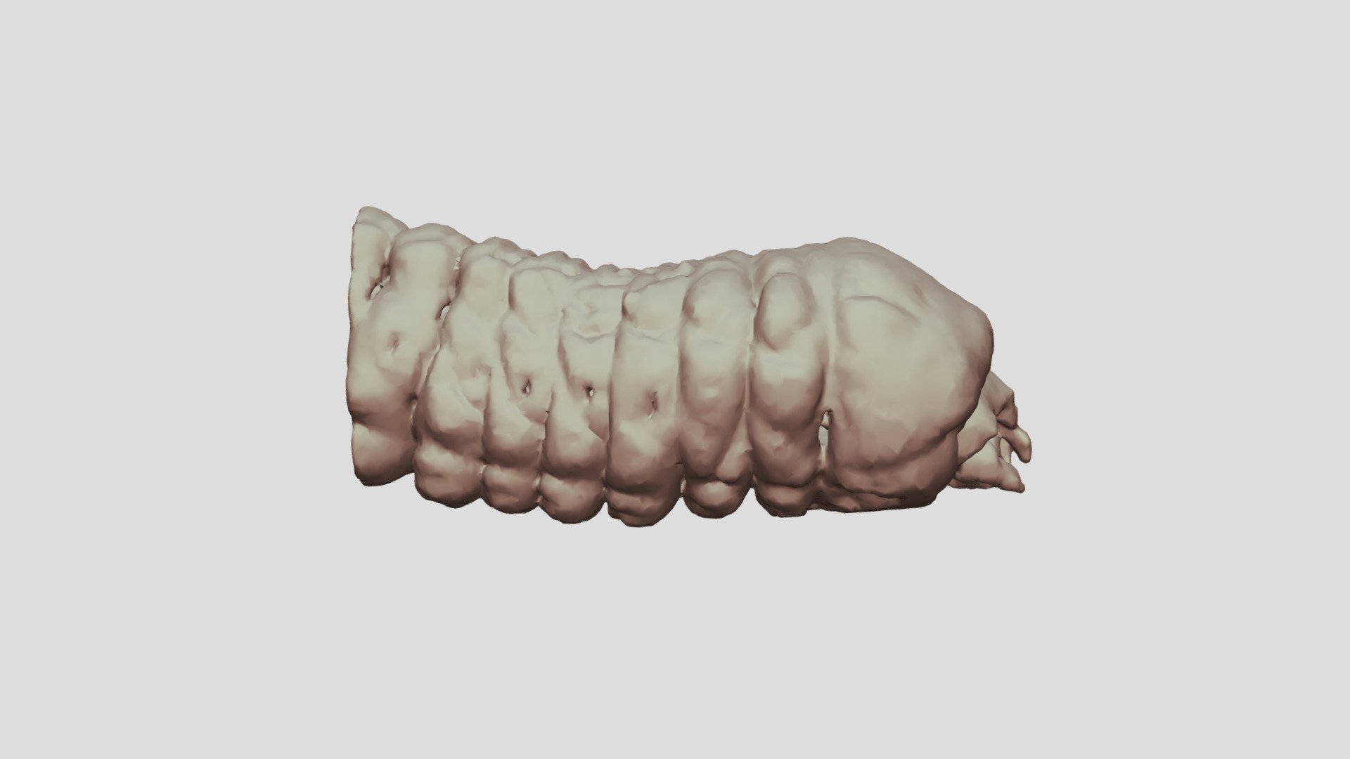 Cacosceles newmannii larva. Sample Nr2