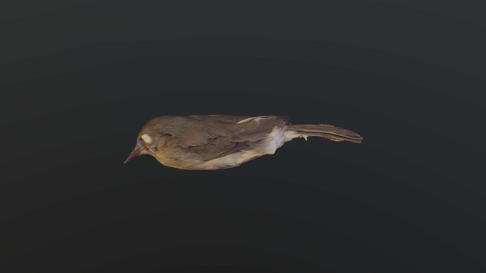 Common Newtonia - Newtonia brunneicauda