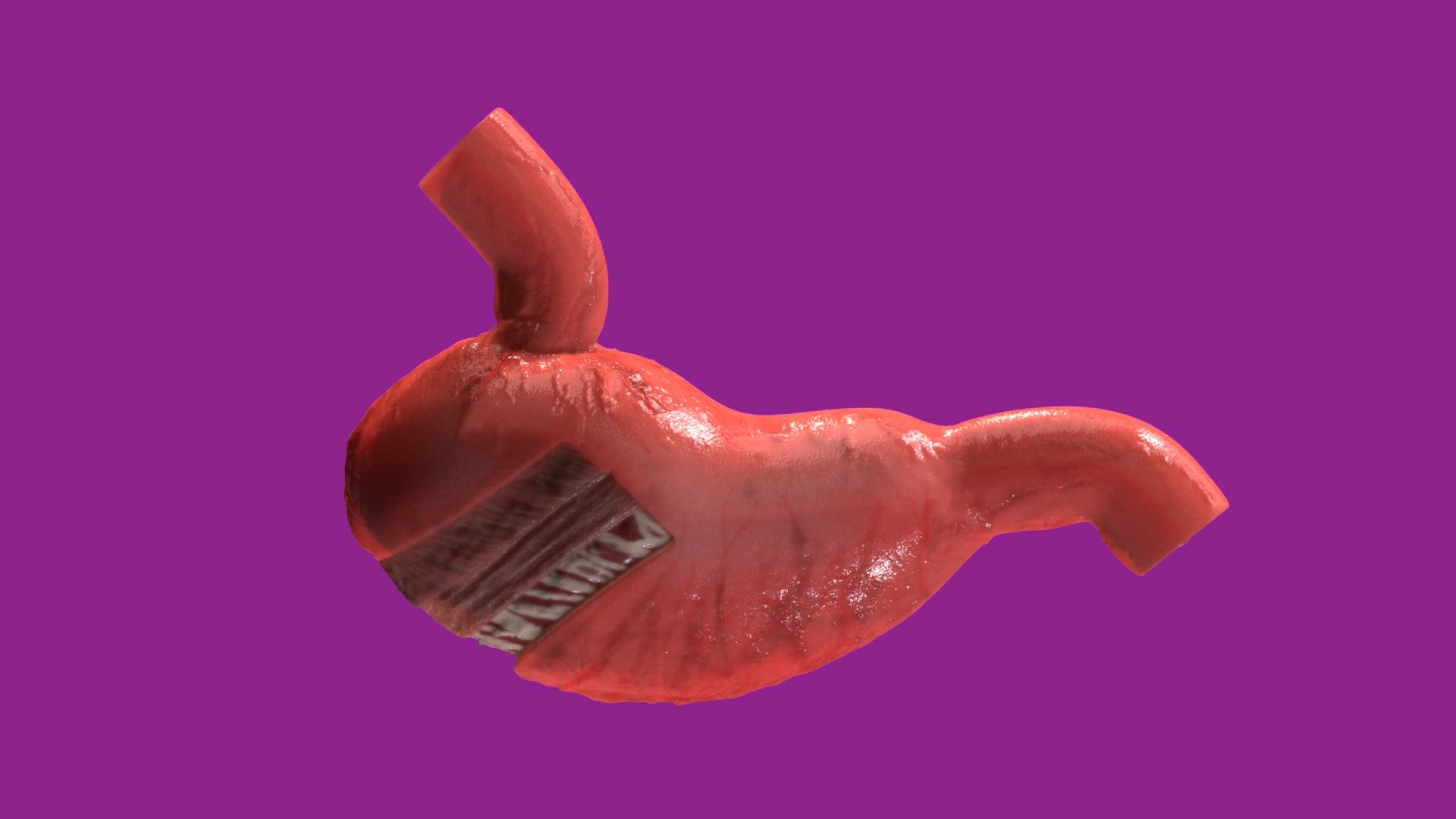 Estomago - Stomach - Buy Royalty Free 3D model by Kenji Marcio ...