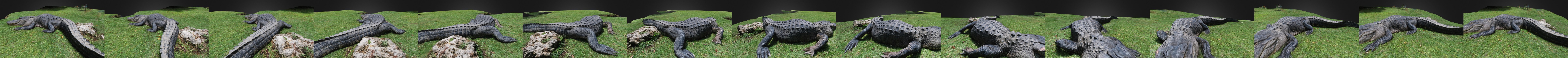 短吻鱷 3D Model