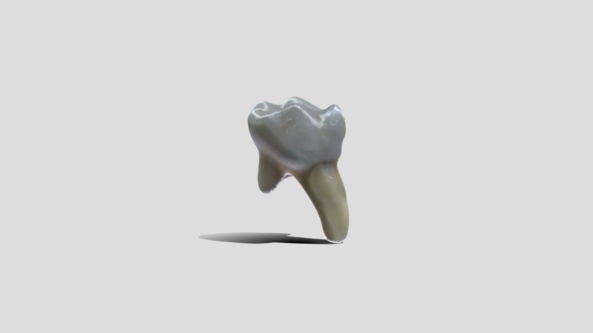 Tooth - 3D model by Mayte [cc64c42] - Sketchfab