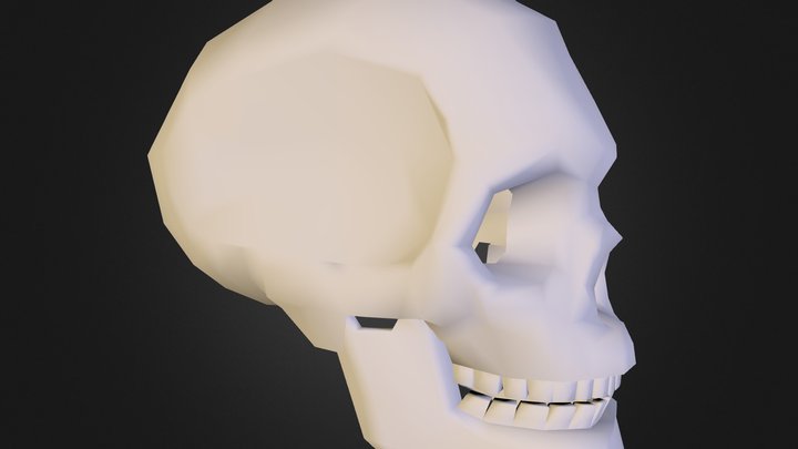 Head Bone 3D Model