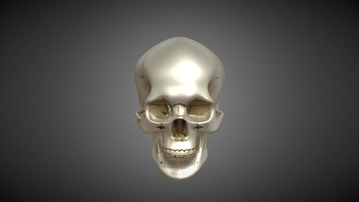 Skull 3D Model