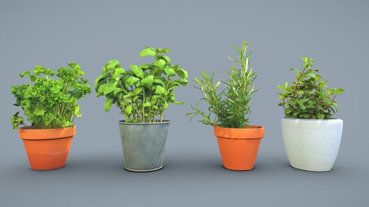 Kitchen and garden herbs pack 3D Model