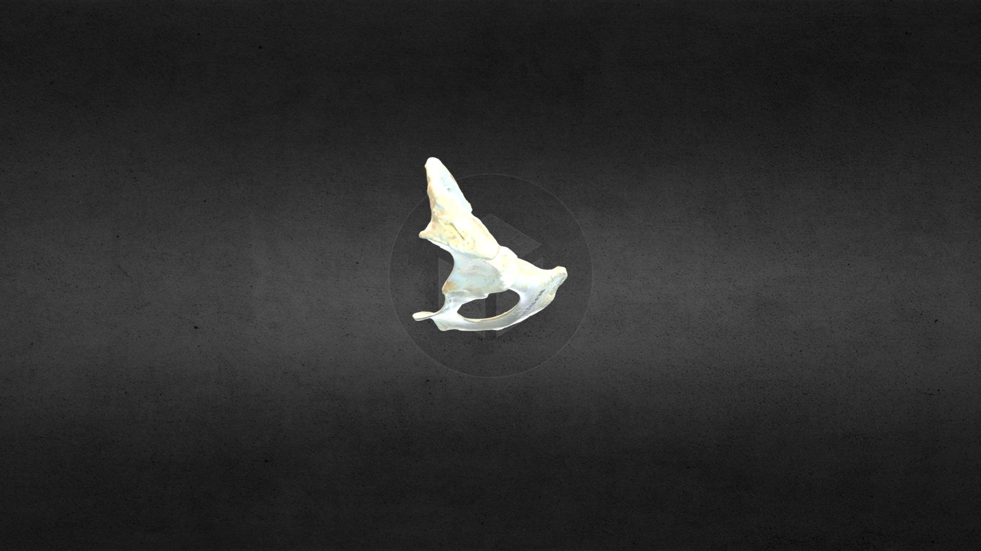 MSCC026 Castor canadensis Right Pelvis