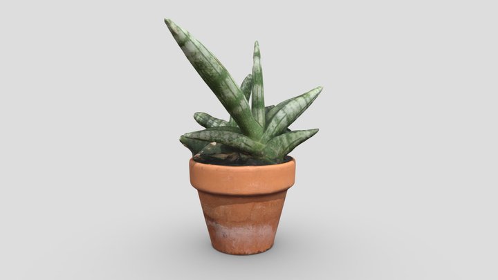 Indoor Plant 5 3D Model