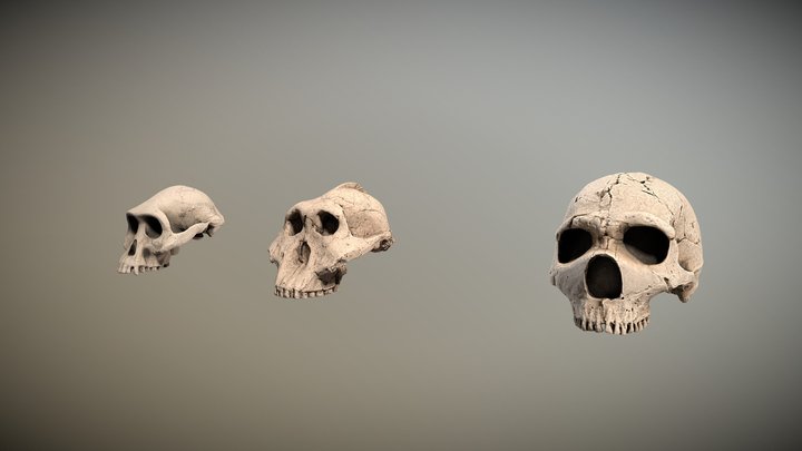 Paleo skulls comparison 3D Model