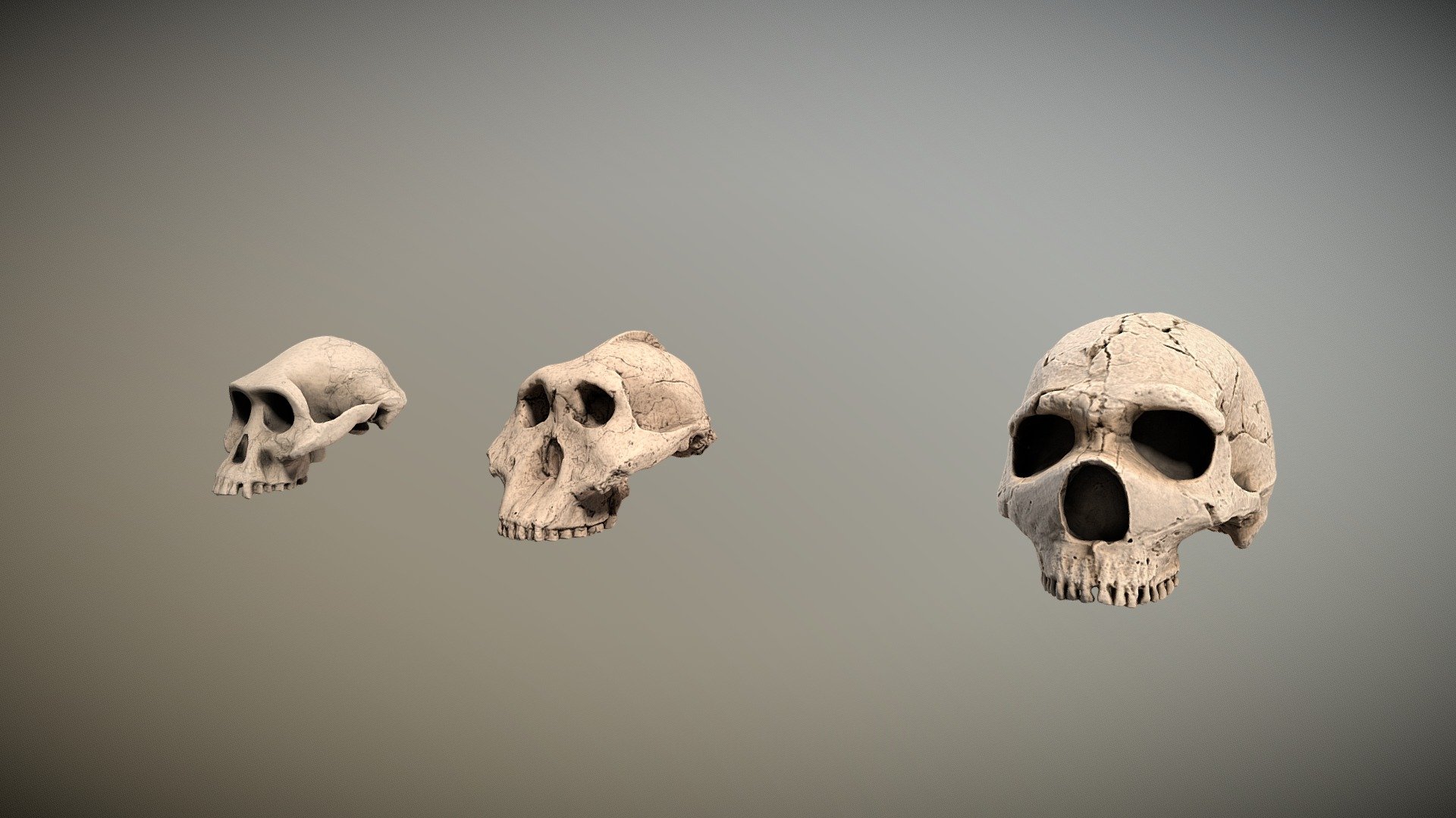 Paleo skulls comparison