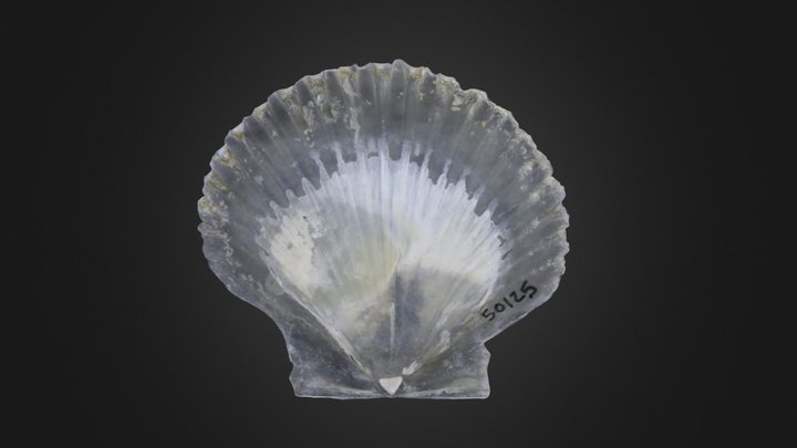 Bivalve: Argopecten gibbus (PRI 50125)