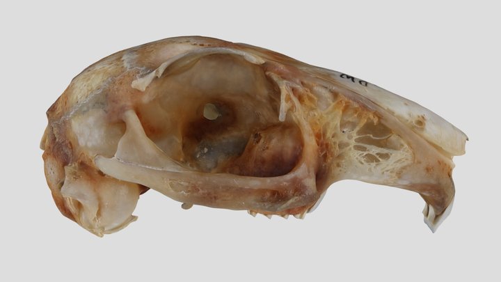 UWYMV:Mamm:2273, Sylvilagus floridanus, Crania – Free 3D Model STL