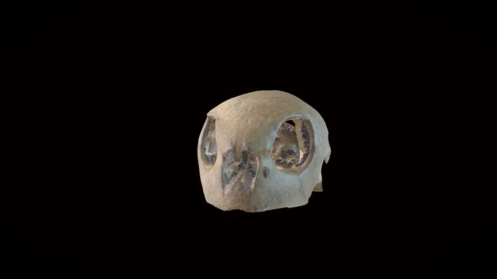 Green Sea Turtle Skull 3D Model