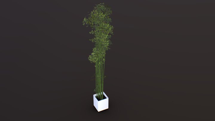 Realistic Bamboo Plant 3D Model