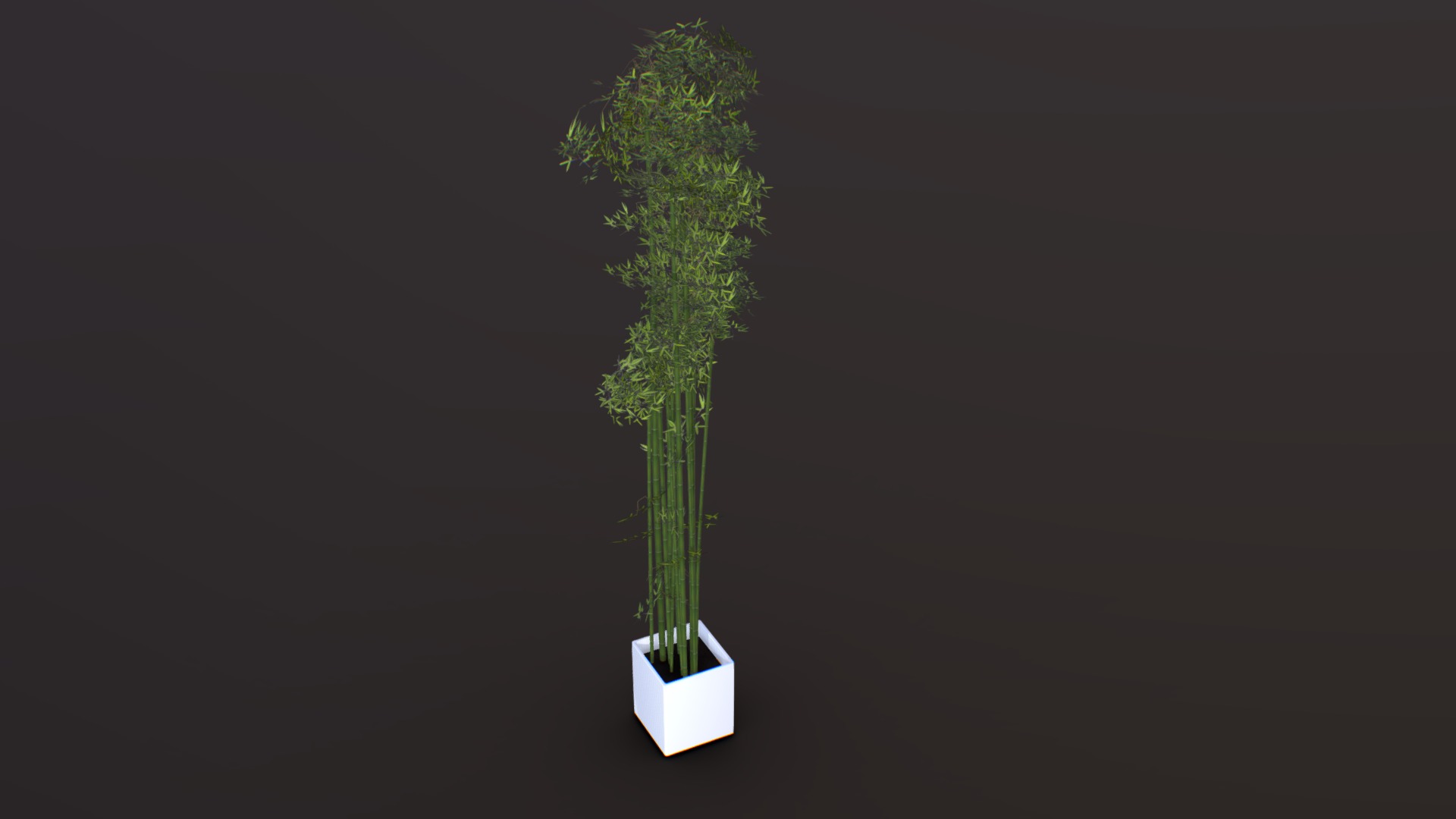 3D model Realistic Bamboo Plant - This is a 3D model of the Realistic Bamboo Plant. The 3D model is about a small tree in a pot.